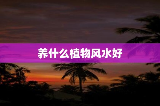 养什么植物风水好