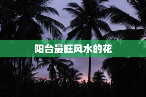 阳台最旺风水的花