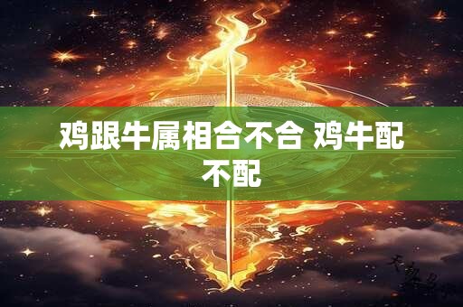 鸡跟牛属相合不合 鸡牛配不配